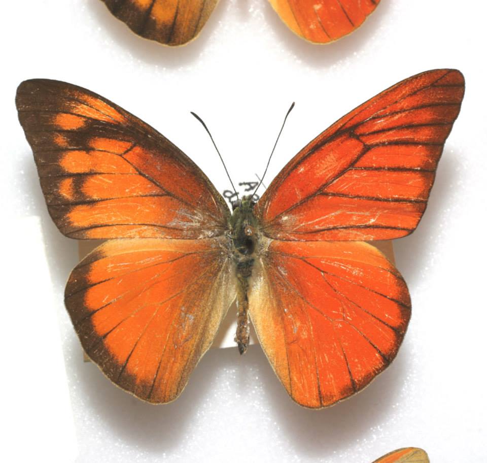 Appias nero (bilateral gynandromorph) Internet Image property of respective owner, non-commercial use only